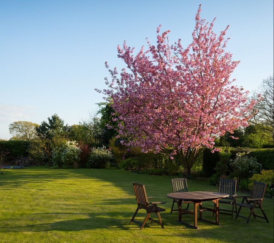 A beautiful pink, flowering tree in a back yard in Norfolk