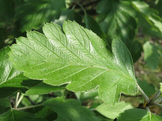 A healthy green leaf in Norfolk VA