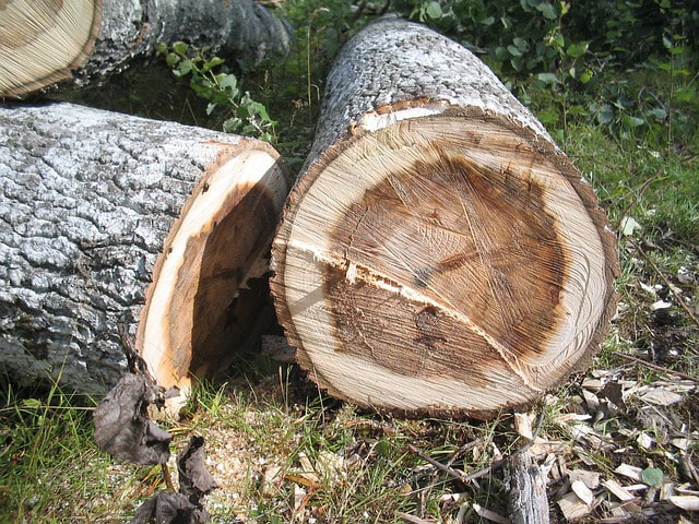 logs that have been cut up