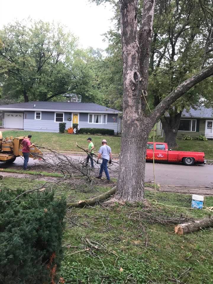 A team of tree workers removing a tree from a front yard in Norfolk, VA