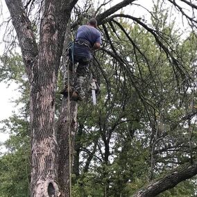 A man cutting down a tree