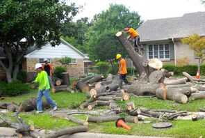 A team of tree workers removing a tree from a front yard in Norfolk, VA