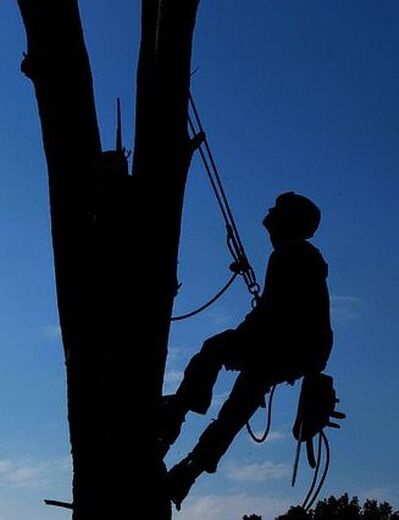 Silhouette of a tree worker at sunset
