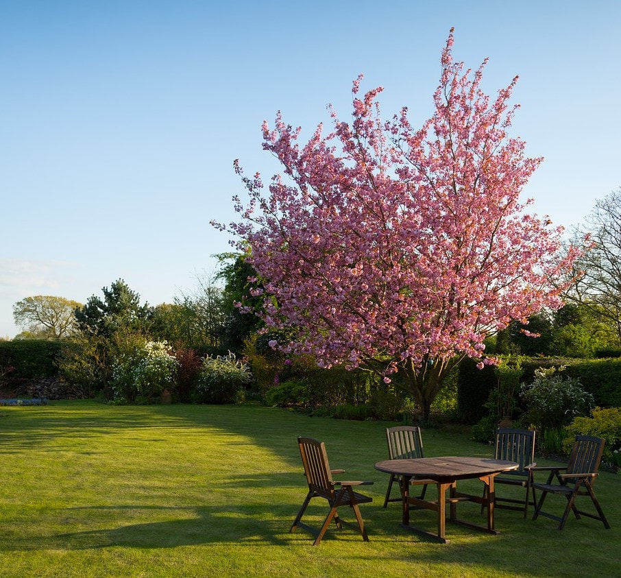 Pink tree near a wooden table and lawn
