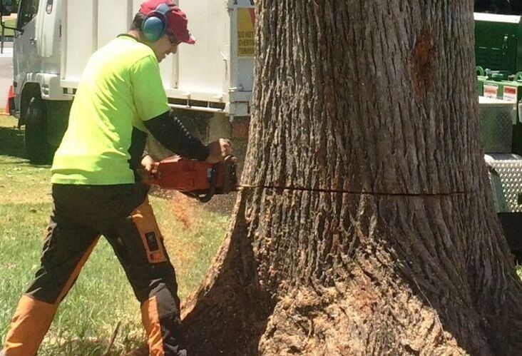 A man cutting down a tree