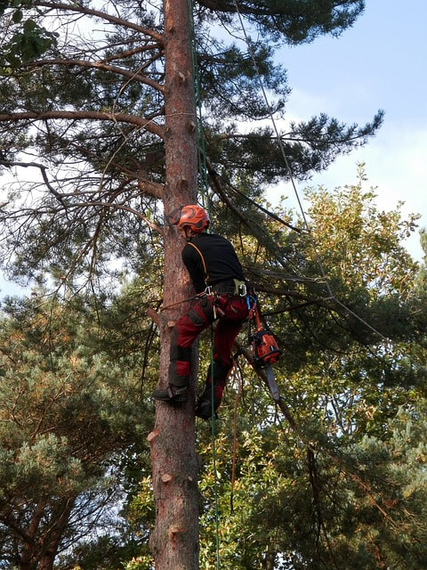 Tree care worker climbing up into a pine tree