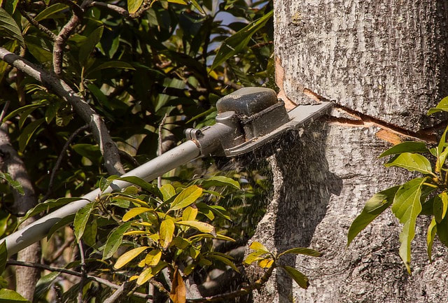 A pole saw being used to cut into a tropical tree